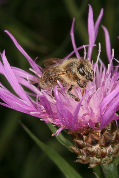 Honigbiene auf einer Wiesen-Flockenblume